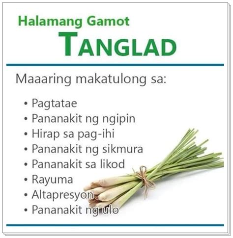 subusob in tagalog|Halamang Gamot .